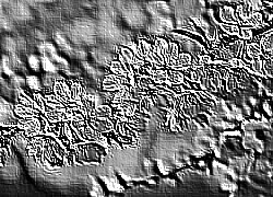 Skamielina