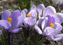 Oryginalny obrazek