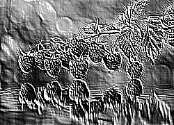 Skamielina