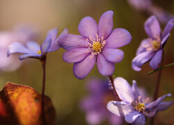 Oryginalny obrazek