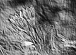 Skamielina