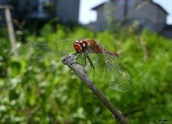 Oryginalny obrazek