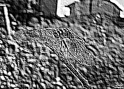Skamielina