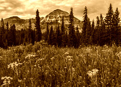 Sepia
