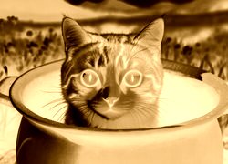 Sepia + Negatyw