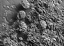 Skamielina