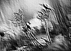 Skamielina