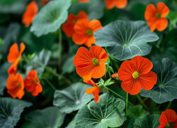 Oryginalny obrazek