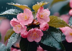 Oryginalny obrazek