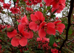 Oryginalny obrazek