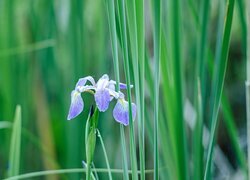 Oryginalny obrazek