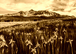 Sepia