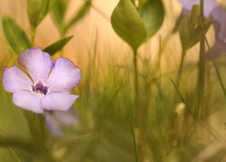 Oryginalny obrazek