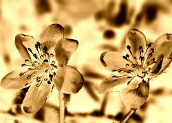 Sepia + Negatyw