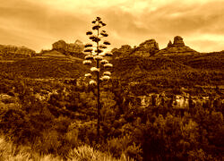 Sepia