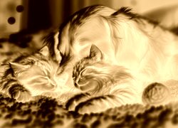 Sepia + Negatyw