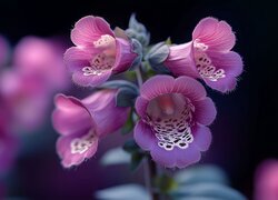 Oryginalny obrazek