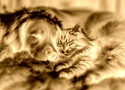 Sepia + Negatyw