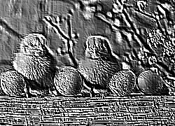 Skamielina