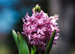 Oryginalny obrazek