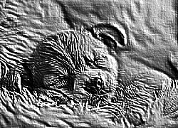 Skamielina