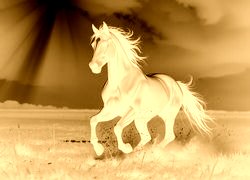 Sepia + Negatyw