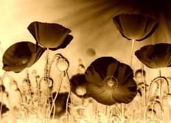 Sepia + Negatyw