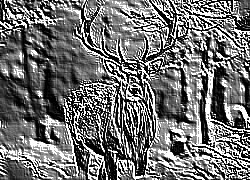 Skamielina