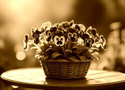 Sepia