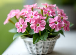 Oryginalny obrazek