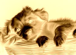 Sepia + Negatyw