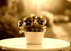 Sepia