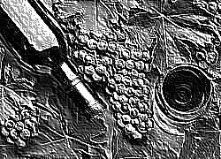 Skamielina