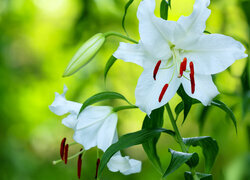 Oryginalny obrazek