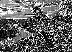Skamielina