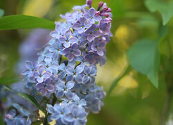 Oryginalny obrazek
