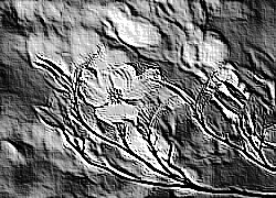 Skamielina