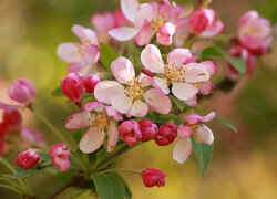 Oryginalny obrazek