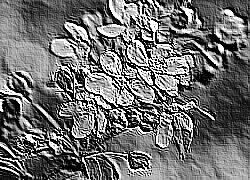 Skamielina