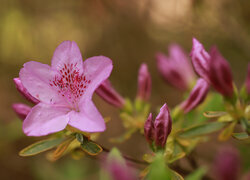 Oryginalny obrazek