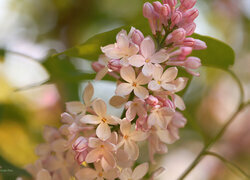 Oryginalny obrazek
