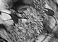 Skamielina