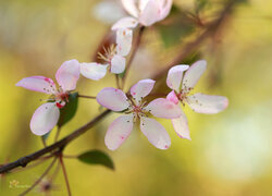 Oryginalny obrazek