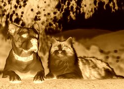 Sepia + Negatyw