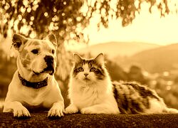 Sepia