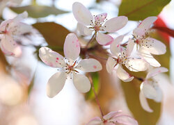 Oryginalny obrazek