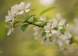 Oryginalny obrazek