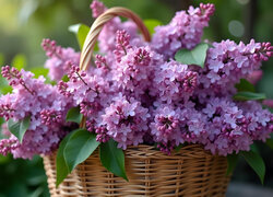 Oryginalny obrazek