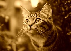 Sepia