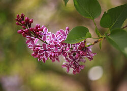 Oryginalny obrazek